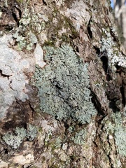 Heterodermia squamulosa