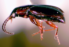 Stenolophus plebejus