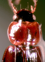 Stenolophus plebejus