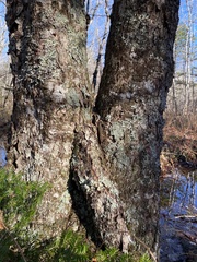 Heterodermia squamulosa