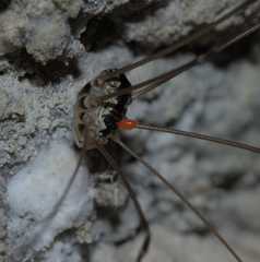 Leiobunum religiosum