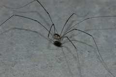 Leiobunum religiosum