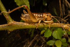 Hemiandrus pallitarsis