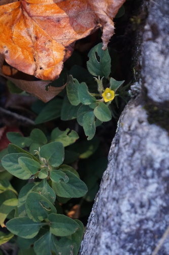 Lysimachia japonica iNat (1)
