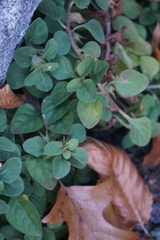 Lysimachia japonica