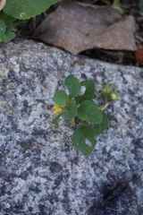 Lysimachia japonica