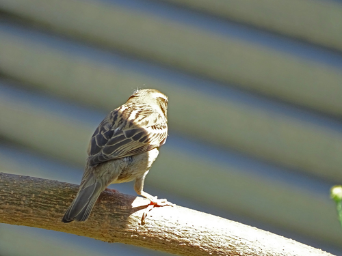 Passer domesticus