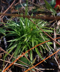 Lachnocaulon