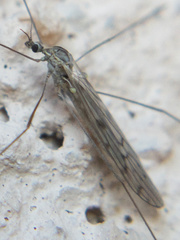 Symplecta