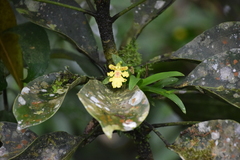 Erycina