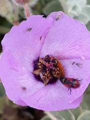 Cristaria glaucophylla