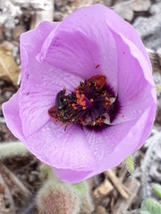 Cristaria glaucophylla