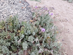 Cristaria glaucophylla