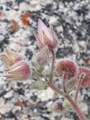 Cristaria glaucophylla