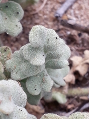 Cristaria glaucophylla