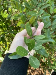 Geobalanus oblongifolius image