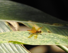 Perithemis icteroptera