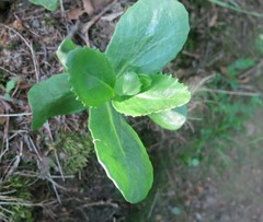 Hylotelephium telephium