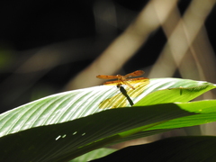 Perithemis icteroptera