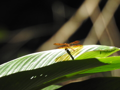 Perithemis icteroptera
