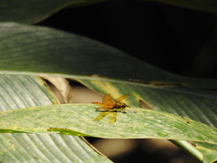 Perithemis icteroptera