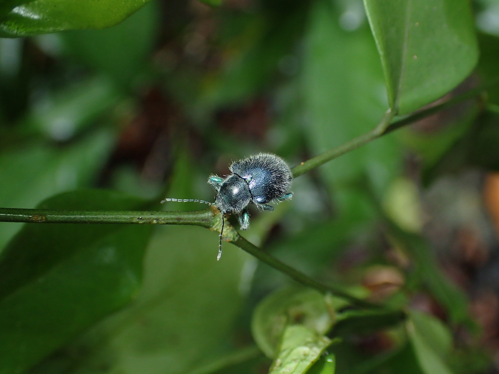 Trichochrysea viridis