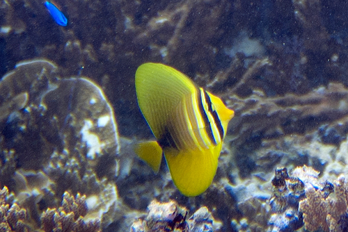 Pacific Sailfin Tang