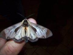 Lepidoptera