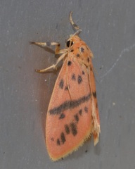 Miltochrista arcuata