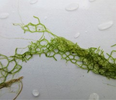 Hydrodictyon reticulatum