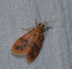 Miltochrista arcuata