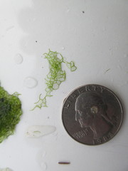 Hydrodictyon reticulatum