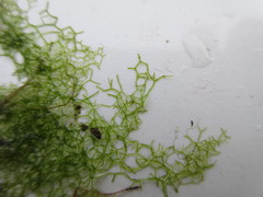 Hydrodictyon reticulatum