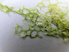 Hydrodictyon reticulatum