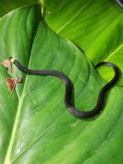 Atractus occipitoalbus