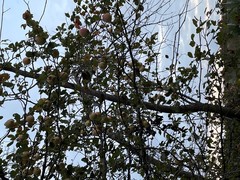 Malus dasyphylla