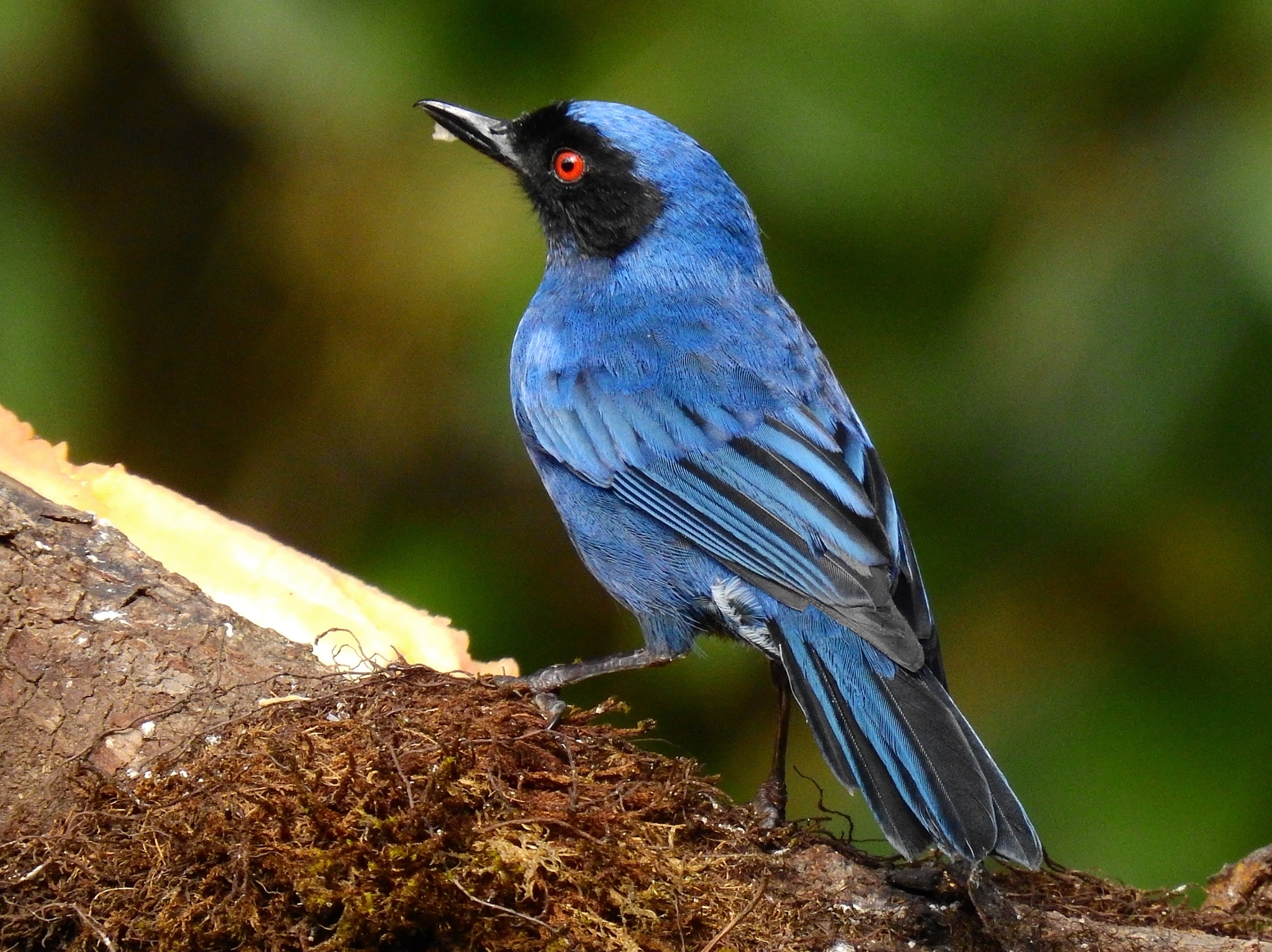Masked Flowerpiercer illustration