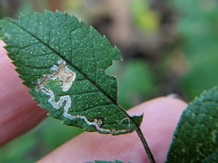 Stigmella rosaefoliella