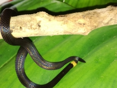 Atractus occipitoalbus