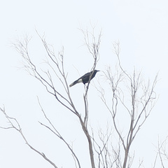 Strepera versicolor arguta