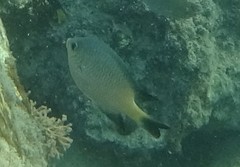 Amblyglyphidodon melanopterus