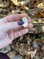 Apioperdon pyriforme