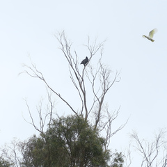 Strepera versicolor arguta