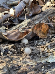 Apioperdon pyriforme