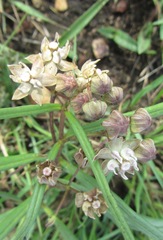 Asclepias cucullata cucullata