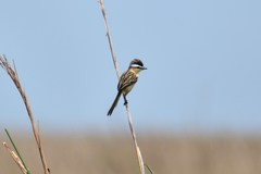 Culicivora caudacuta