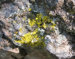 Candelariella coralliza