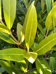 Phillyrea angustifolia