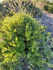 Phillyrea angustifolia