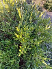 Phillyrea angustifolia